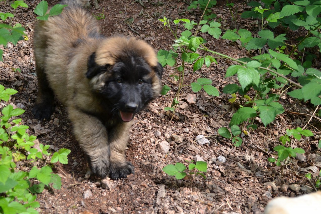 Chiot Estrela qui court